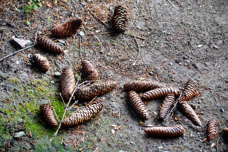 Big shots and nuts in Siberia grow on conifers