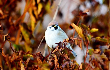 Small birds of the steppes form greater group an animalの写真素材