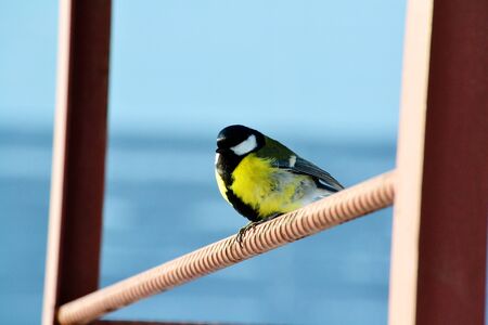 Small birds of the steppes form greater group an animalの写真素材