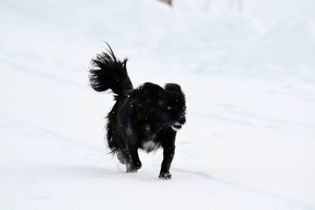 Home animals play greater role in lifes of the personの写真素材