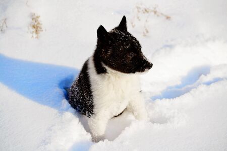 Home animals play greater role in lifes of the personの写真素材