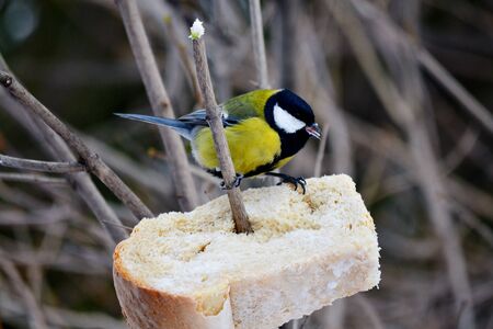 Small birds of the steppes form greater group an animalの写真素材