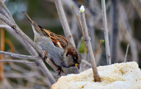 Small birds of the steppes form greater group an animalの写真素材