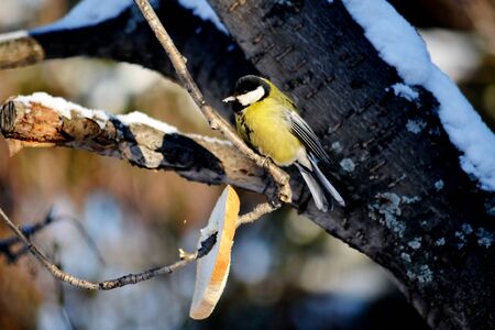 Small birds of the steppes form greater group an animalの写真素材