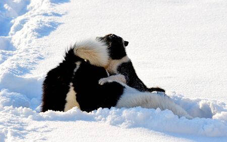 Home animals play greater role in lifes of the personの写真素材