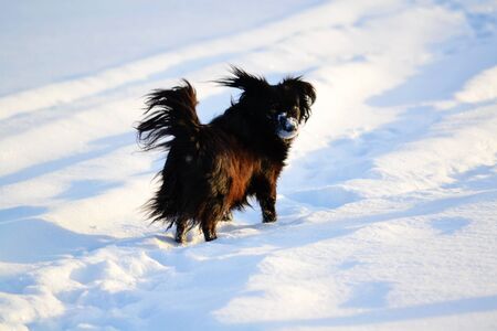 Home animals play greater role in lifes of the personの写真素材