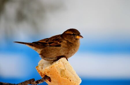 Small birds of the steppes form greater group an animalの写真素材