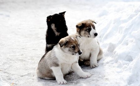 Home animals play greater role in lifes of the personの写真素材