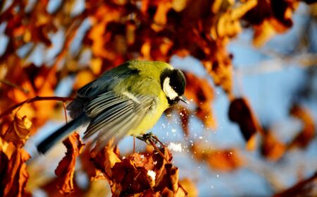 Small birds of the steppes form greater group an animalの写真素材