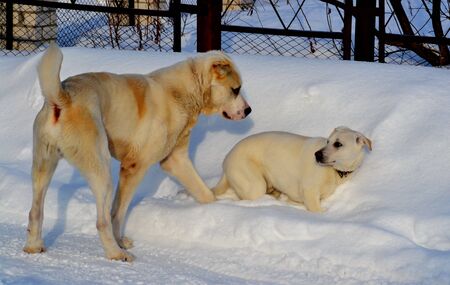 Home animals play greater role in lifes of the person