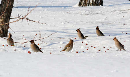 Small birds of the steppes form greater group an animal