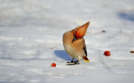 Small birds of the steppes form greater group an animalの写真素材