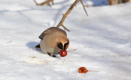 Small birds of the steppes form greater group an animalの写真素材