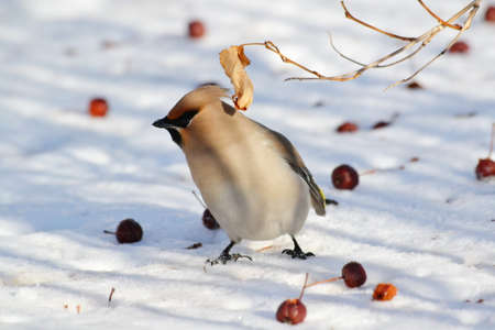 Small birds of the steppes form greater group an animalの写真素材