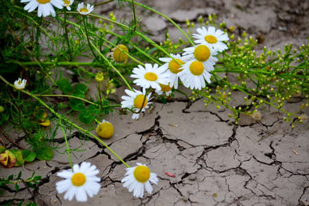 Much different colours decorate steepe and timber landscapeの写真素材