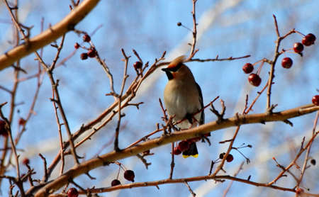 Small birds of the steppes form greater group an animalの写真素材