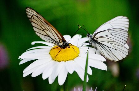 Insect present group an animal from butterfly, dragonflies, and other invertebrateの写真素材