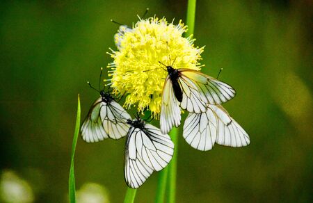 Insect present group an animal from butterfly, dragonflies, and other invertebrateの写真素材
