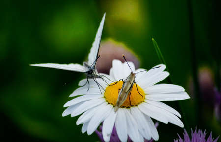 Insect present group an animal from butterfly, dragonflies, and other invertebrateの写真素材