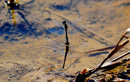Insect present group an animal from butterfly, dragonflies, and other invertebrate