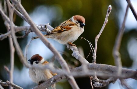 Small birds of the steppes form greater group an animalの写真素材