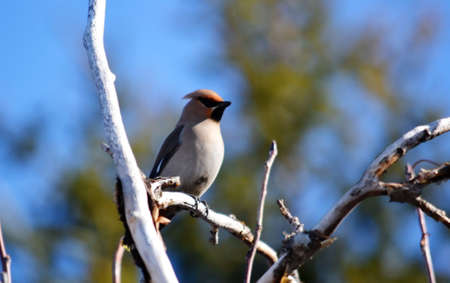 Small birds of the steppes form greater group an animalの写真素材