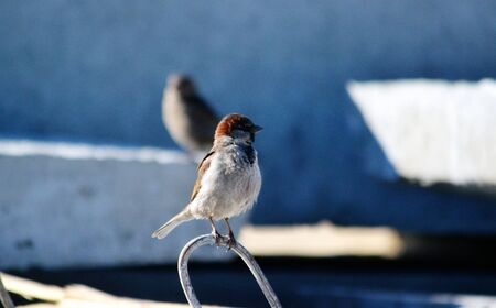 Small birds of the steppes form greater group an animalの写真素材