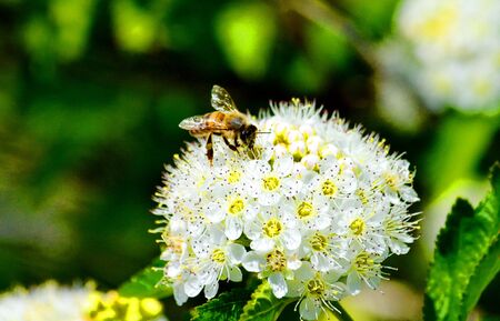 Insect by flap and garden are often a vermin of the agriculture