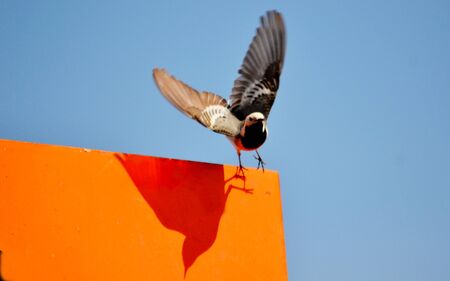 Birds Altaya live in steppe, wood on lakeの写真素材