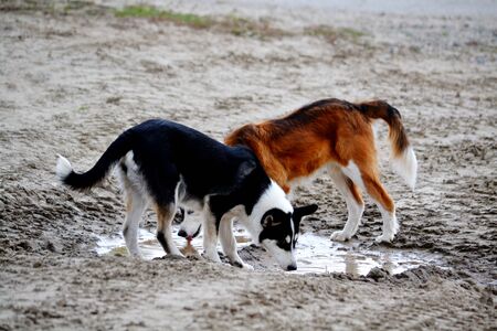 Home animals play greater role in lifes of the personの写真素材