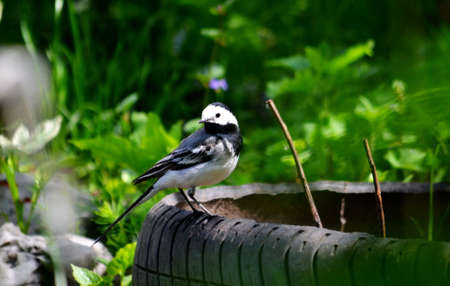 Birds Altaya live in steppe, wood on lakeの写真素材