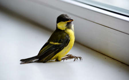 Birds Altaya live in steppe, wood on lakeの写真素材