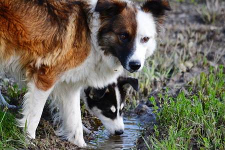 Dogs playing together in a parkの写真素材