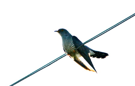 Birds Altaya live in steppe, wood on lakeの写真素材