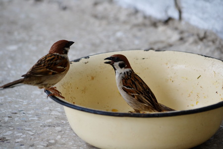 Birds Altaya live in steppe, wood on lake