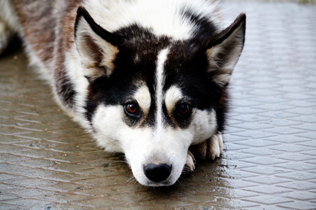 Home animals play greater role in lifes of the personの写真素材