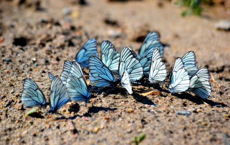 Insect by flap and garden are often a vermin of the agricultureの写真素材