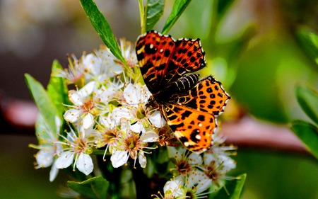 Insect by flap and garden are often a vermin of the agriculture