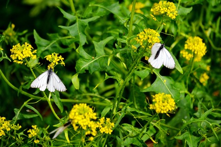 Insect by flap and garden are often a vermin of the agriculture