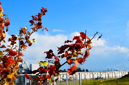 Dikorastuschie flowerses of the steppes Altaya please eye of the photographerの写真素材