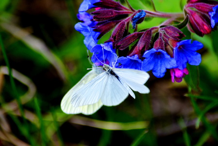 Dikorastuschie flowerses of the steppes Altaya please eye of the photographerの写真素材