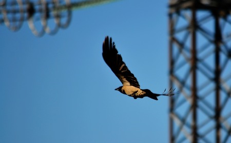 Birds Altaya live in steppe, wood on lakeの写真素材