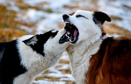 Home animals play greater role in lifes of the personの写真素材