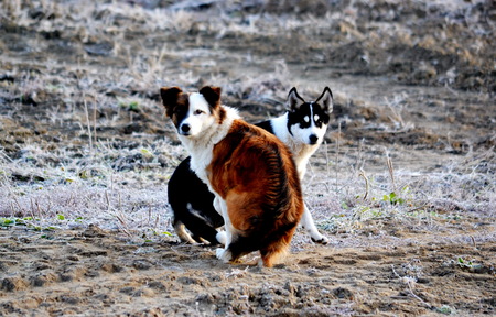 Home animals play greater role in lifes of the person