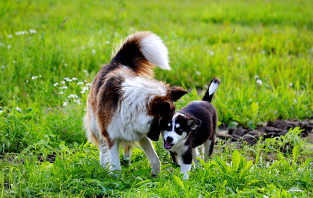 Home animals play greater role in lifes of the person