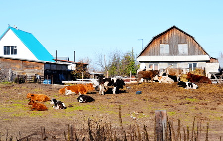 Home animals play greater role in lifes of the person
