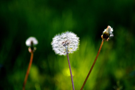 Dikorastuschie flowerses of the steppes Altaya please eye of the photographerの写真素材