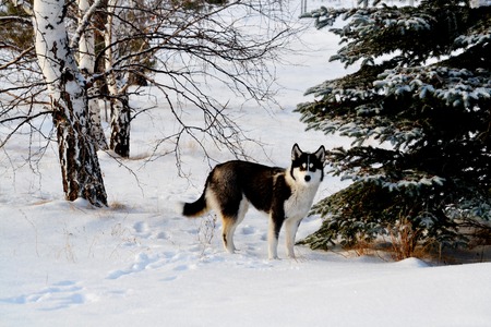 Beautiful nature Altaya pleases eye of the watcherの写真素材