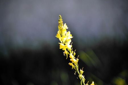 Dikorastuschie flowerses of the steppes Altaya please eye of the photographer