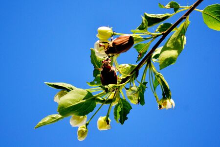 Insect by flap and garden are often a vermin of the agricultureの写真素材